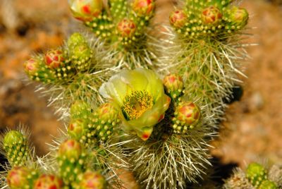 Barrel and Cholla Cactus