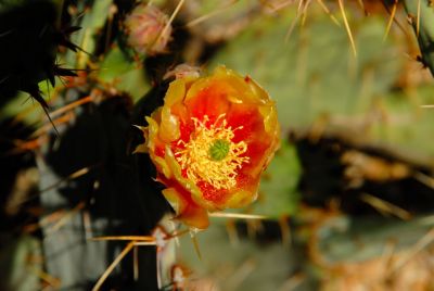 Barrel and Cholla Cactus