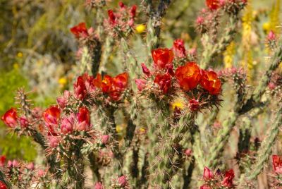 Barrel and Cholla Cactus