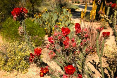 Barrel and Cholla Cactus