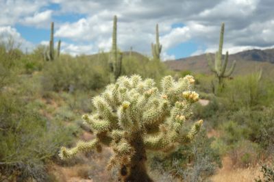 Barrel and Cholla Cactus