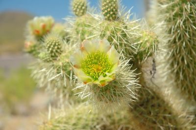 Barrel and Cholla Cactus