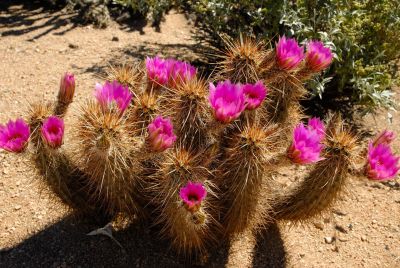 Hedgehog and Miscellaneous Cacti