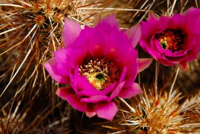 Hedgehog and Miscellaneous Cacti