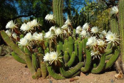 Hedgehog and Miscellaneous Cacti