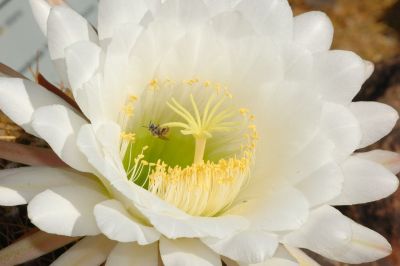 Hedgehog and Miscellaneous Cacti