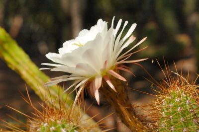 Hedgehog and Miscellaneous Cacti