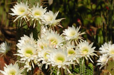 Hedgehog and Miscellaneous Cacti