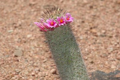 Hedgehog and Miscellaneous Cacti