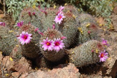 Hedgehog and Miscellaneous Cacti