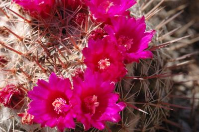 Hedgehog and Miscellaneous Cacti