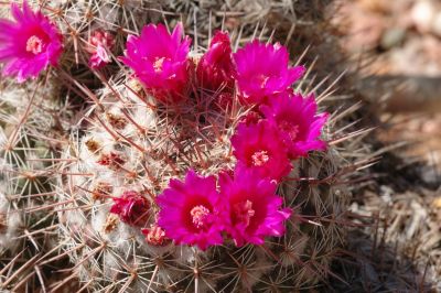 Hedgehog and Miscellaneous Cacti