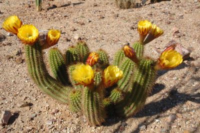 Hedgehog and Miscellaneous Cacti