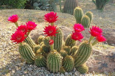 Hedgehog and Miscellaneous Cacti