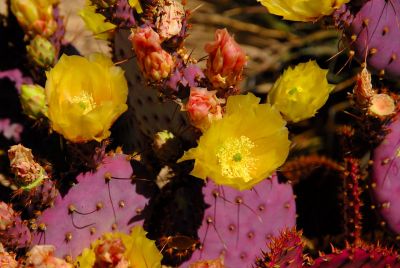 Prickly Pear