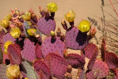 Prickly Pear