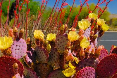 AZ Cactus Blooms