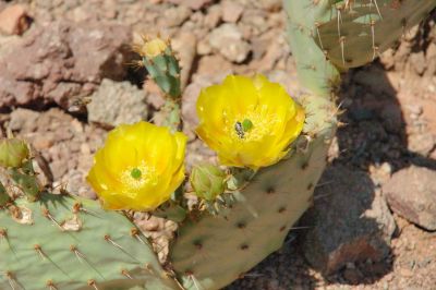 Prickly Pear