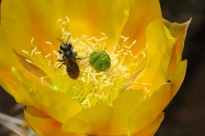 Prickly Pear