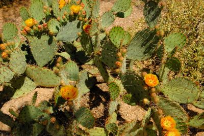 Prickly Pear