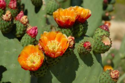 Prickly Pear