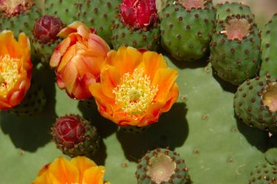 Prickly Pear