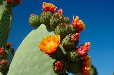 Prickly Pear