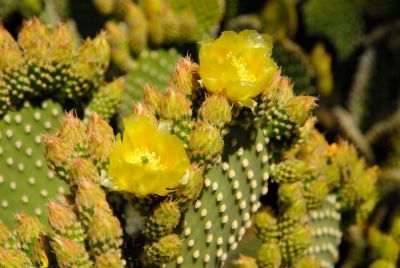 Prickly Pear