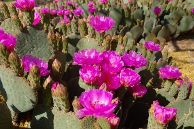 Prickly Pear