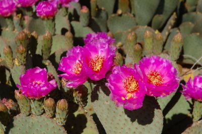 Prickly Pear