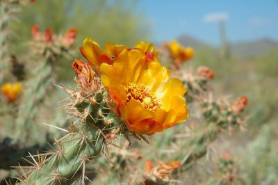 Prickly Pear