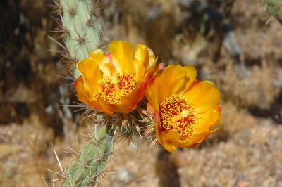 Prickly Pear