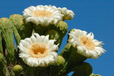 Saguaro and Ocotillo