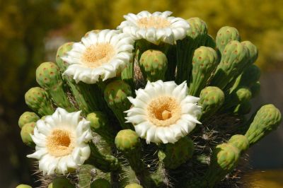 Saguaro and Ocotillo