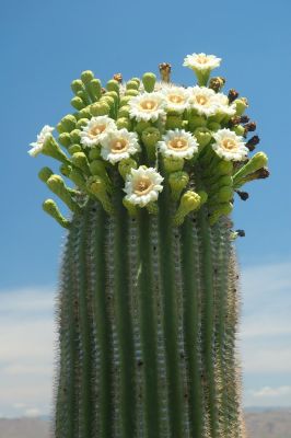 Saguaro and Ocotillo