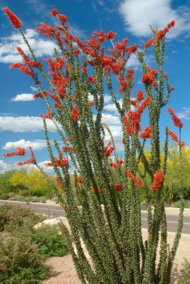 Saguaro and Ocotillo