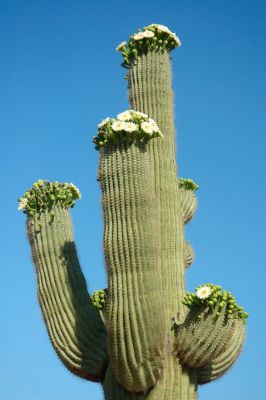 Saguaro and Ocotillo