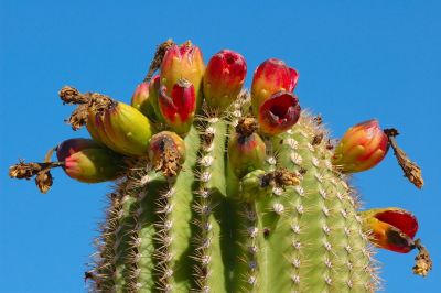 Saguaro and Ocotillo