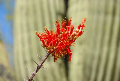 Saguaro and Ocotillo