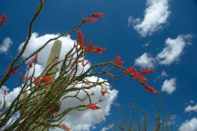 Saguaro and Ocotillo