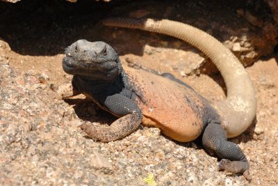 Desert Critter Galleries