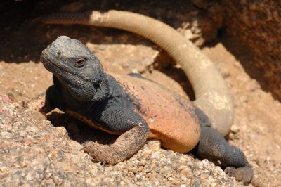 Chuckwalla