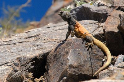 Chuckwalla