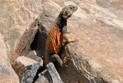 Chuckwalla