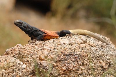 Chuckwalla