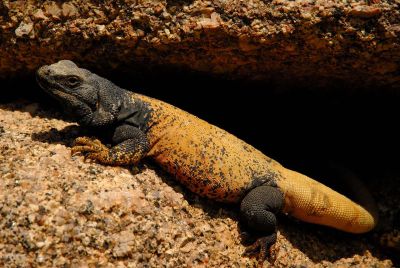 Chuckwalla