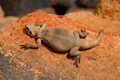 Chuckwalla