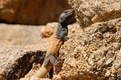 Chuckwalla