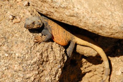 Chuckwalla