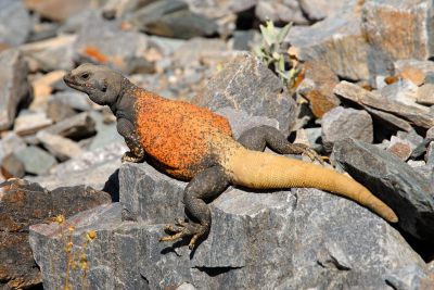 Chuckwalla